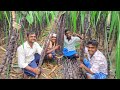 Farm Fresh Black Sugar Cane Cutting and Eating in my village /village style cooking