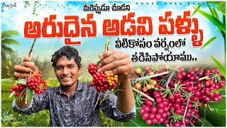 very rare amazing wild fruits || మీరెప్పుడు చూడని చాలా అరుదైన పళ్లు