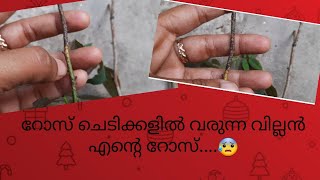 deadly disease on rose plants/റോസ് ചെടിയിലെ വില്ലൻ #gardening #botanical #lechuscorner