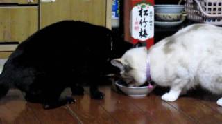 仲良く朝ごはんを食べる猫たち