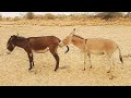 donkey Very happy Jungle enjoy life with female donkey enjoying my village beautiful video