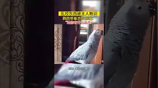 乱咬东西被主人教训，鹦鹉带着京腔顶嘴：“跟你有什么关系”。