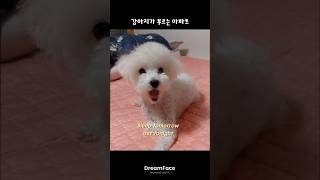 기가막히게 아파트 부르는 귀여운 강아지 A Dog Apt. Lip-sync #trend #아파트챌린지 #강아지립싱크