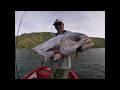 large garrick leervis on bucktail jig in a wildcoast estuary