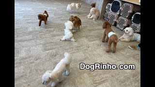 20220915　犬の保育園ドッグリーニョの一日の様子　Dog daycare in Japan DogRinho.com