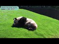 【アドベンチャーワールド】パンダってこんなに動くの？2020年春　良浜傑作選【giant panda moves like this】