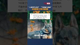 “上班死气沉沉” “下班魅力四射” #云南楚雄4只警犬被通报