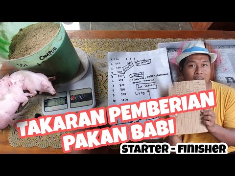 Takaran Dan Jumlah Pakan Babi Penggemukan. Peternakan Babi Di Bali Pig ...