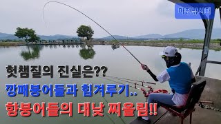 향붕어의 멋진 찌올림!!! / 깡패붕어들의 멋진 찌올림!!! / 헛챔질을 막을수 있는 방법!!!