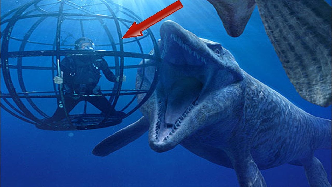 Blue Whale Bitten In Half Serefit Blue Whale Bitten In Half Serefit