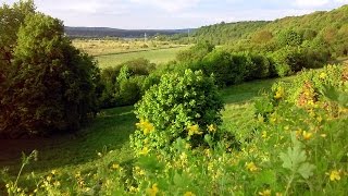 Tolimas Neries šlaitas (Karmėlava)