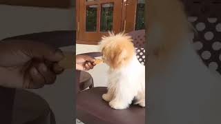 කන්න ඕනි බොන්න ඔනි🤩#shihtzudog #pet #dog #ytshort #