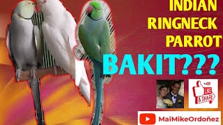 MAIMIKEORDOÑEZ VLOG 014 || BAKIT INDIAN RINGNECK PARROTS???