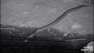 Southern African Python Monty enters the water. Rosie's Pan - africam - explore.org