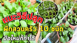 แนะนำวิธีปลูกผักสวนครัว 10 ชนิด  มือใหม่ก็ปลูกได้