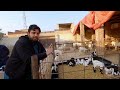 why goat s died suddenly goat vaccination details goat farming