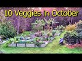 10 Vegetable Crops I'm Growing in October