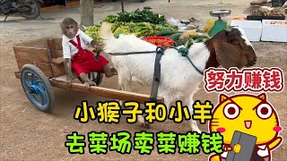 小猴子摘蔬菜，去菜市场卖了10块钱，把钱给爸爸修理摩托车