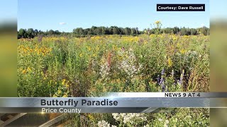 Butterfly oasis created in Price County