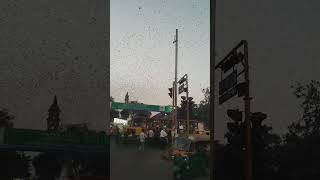 ahmedabad railway station bird show / bird show kalupur railway station ahmedabad #shorts