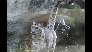 20211107 多摩動物公園 ユキヒョウ ~Japan Tama Zoological Park snow leopard~