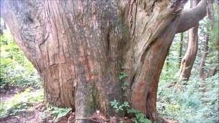 幻想の森 戸沢村