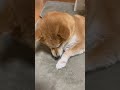 台風ガチヤベェじゃん‼️ 柴犬 保護犬 柴犬動画 shibainu 柴犬ミク