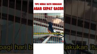 tips Murai batu Rumahan agar cepat gacor #shorts