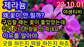 제라늄.구입후 꽃이 지더니 더 이상 안 펴요. 왜 그래요.