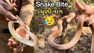 કોબ્રા કરતા પણ ઝેરી સાપ જેના કરડવા થી પાણી પણ ન માગે તેવા સાપે કરડી લીધું 😰પછી શું જુઓ આ વીડિયો માં