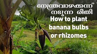 How to plant banana bulbs-  നേന്ത്രവാഴക്കന്ന്‌ നടുന്ന രീതി