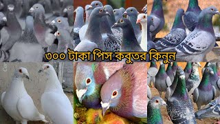 #🇧🇩🕊️অরিজিনাল রেসার কবুতর কিনুন পাইকারি দামে শাওন ভাইয়ের কাছ থেকে ডিম বাচ্চা গ্যারান্টি সহকারে❤️❤️📲