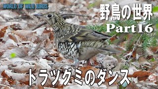 野鳥の世界　Part16　トラツグミのダンス