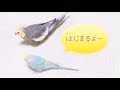 会いたかったを歌ってワキワキごきげんなオカメインコ🎶