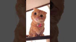 面白かわいい猫とフェレット達 | funny cute cat \u0026 ferret