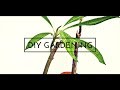 plumeria propagation | plumeria cuttings propagation with updates | plumeria cuttings