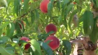 Snow Angel White Peaches: Harvesting this week!