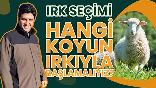 KOYUNCULUĞA BAŞLARKEN IRK SEÇİMİ - YERLİ Mİ? İTHAL Mİ? | DR. KOYUNCU