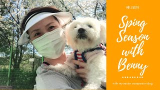 [노령견 일상 VLOG]_베니랑 베니엄마 브이로그_베니 벚꽃 산책하고 무한 뽀뽀에 감동_베니엄마 자격증 드디어 획득_비건 먹방한 봄날 일상