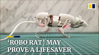 Robot rat may prove a lifesaver, Chinese scientists hope