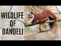 Indian Wildlife Documentary: Wildlife of Dandeli