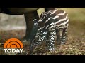 Baby boom at zoo offers new hope to endangered species