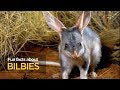 Fun facts about bilbies