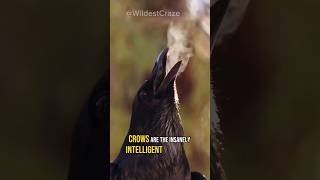 How Crows Recognize Human Faces?