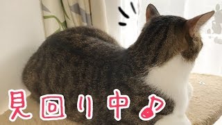 猫ゆず、朝の警備、ご苦労様です