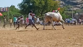 Potlapadu dhaniyal gaari Super fast khilari bull's performance | attekal giraka poteelu Cort entry..