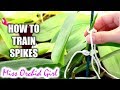 How to train Phalaenopsis Orchid flower spikes (Very detailed tutorial)