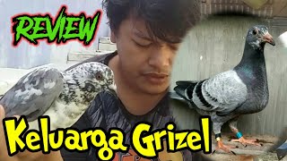 Review BURUNG MERPATI POS WARNA GRIZEL/BLOROK || Racing pigeon