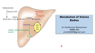 Ketone Bodies Metabolism || Ketogenesis || Ketosis || Biochemistry