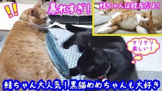 ＜2匹の猫通信＞ハッチとマックの「ほっこりライブ」鯖ちゃん大人気！黒猫めめちゃんも大好き 2019 07 26　- Cat Live Stream in Japan - Cat Life TV